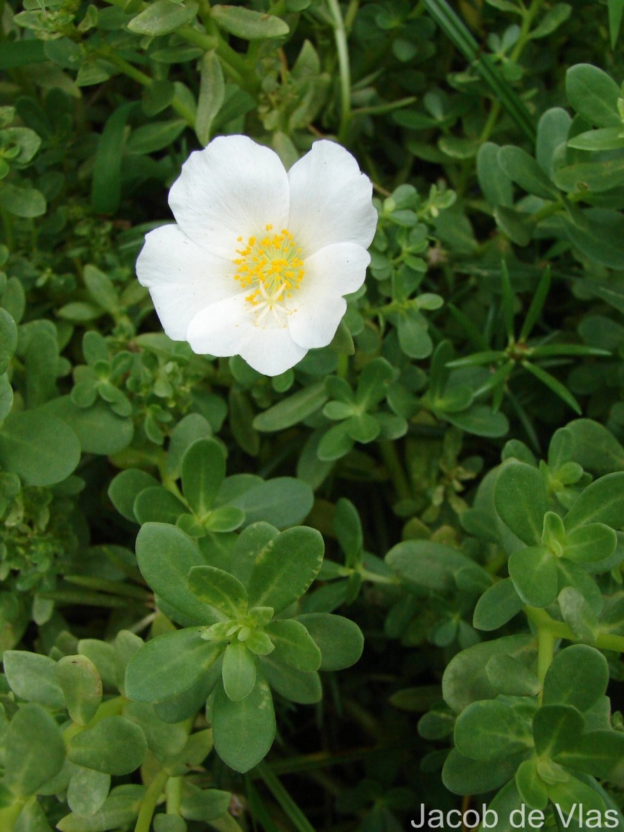 Portulaca oleracea L.